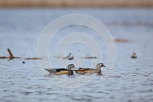 Â Canadian goose family in the lake